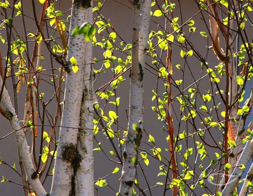 4-Jahreszeiten Baum Betula utilis ‚Doorenbos‘ - Austrieb