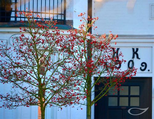 4-Jahreszeiten Bäume Crataegus x lavallei ‚Carrierei‘ Fruchtschmuck