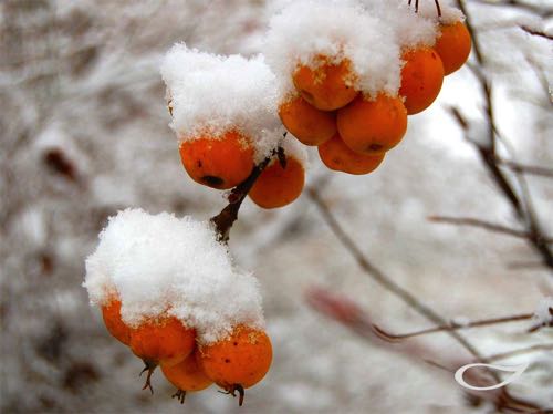 4-Jahreszeiten Baum Malus ‚Butterball‘ Früchte