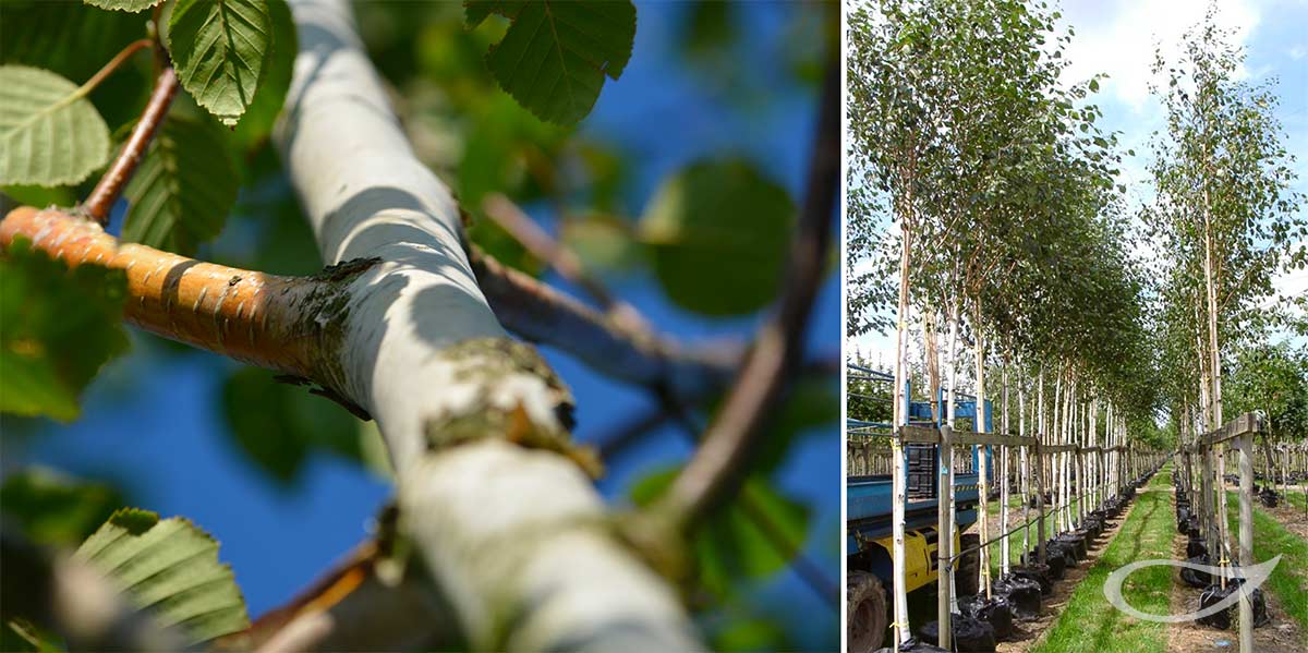 Baumschule Bradfisch Betula utilis ‚Doorenbos‘ Containerbäume