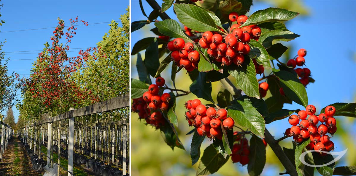 Baumschule Bradfisch Crataegus x lavallei ‚Carrierei‘ Containerbäume