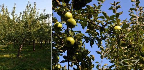 Apfelbaum Seestermüher Zitronenapfel