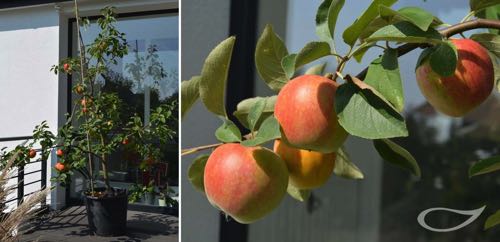 Obstbäume Apfel Elstar Buschbaum