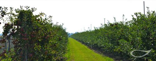 Obstbäume Apfelplantage Haseldorfer Marsch