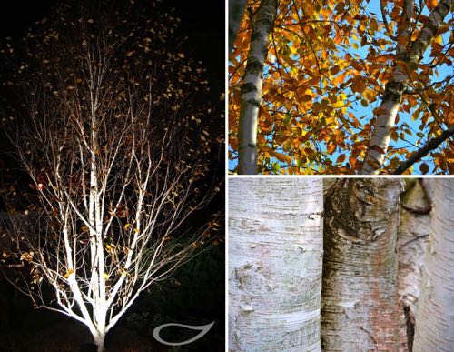 Wintergehölze: Betula utilis Doorenbos Himalaya-Birke