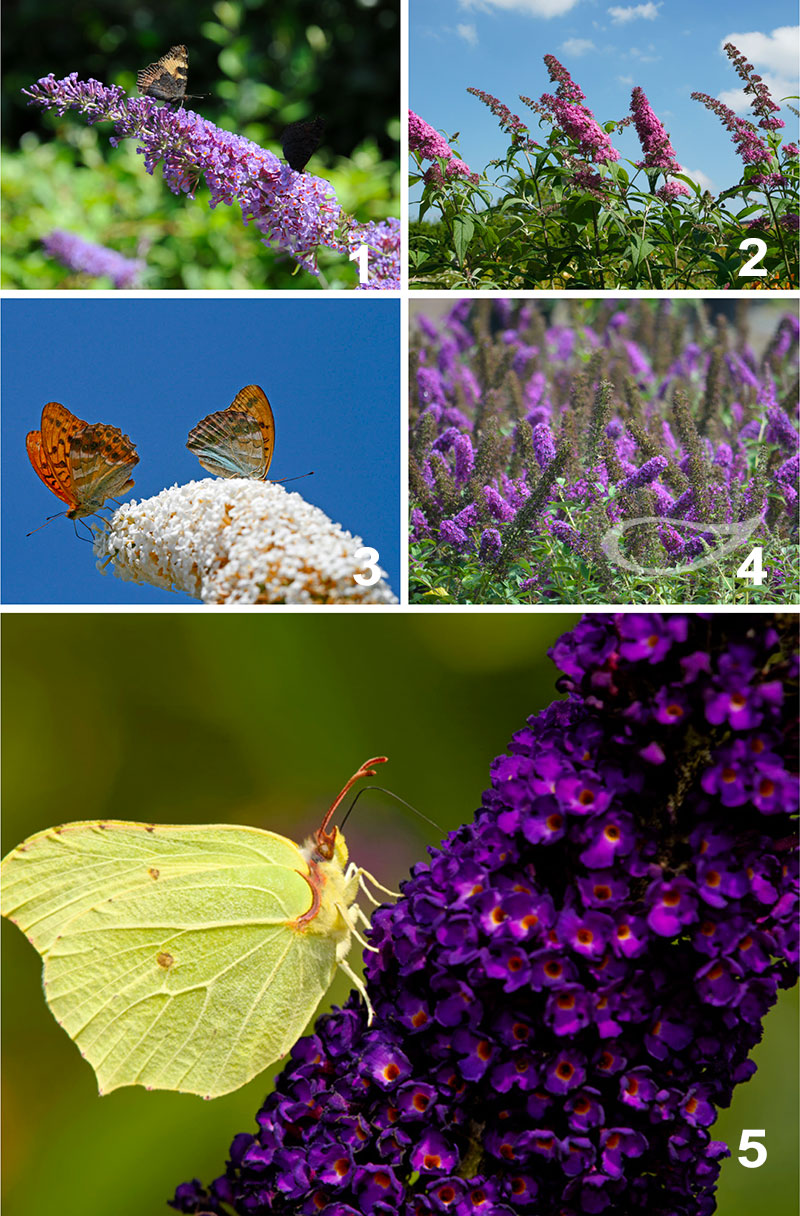 Buddleja davidii Hybriden