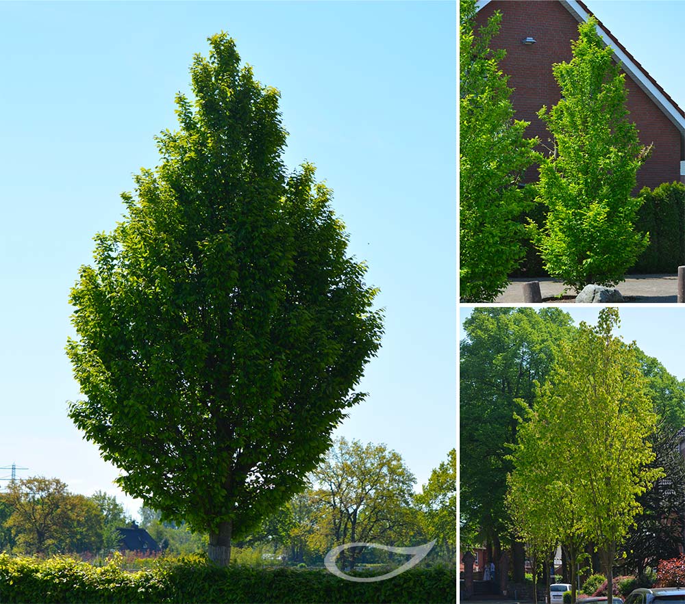 Carpinus betulus Fastigiata Pyramiden-Hainbuche 