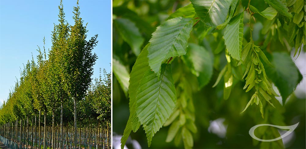 Carpinus betulus Fastigiata, Pyramiden-Hainbuche