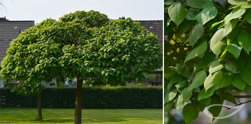 Catalpa bignonoides Nana Kugel-Trompetenbaum