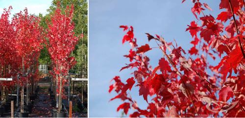 Containerbäume Acer Herbstfärbung