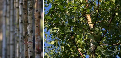 Containerbäume Betula pendula