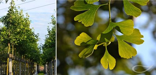 Containerbäume Gingko biloba