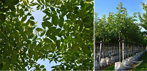 Containerbäume Juglans regia