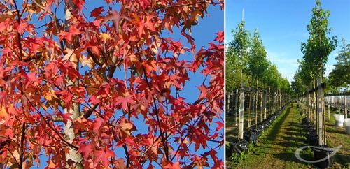 Containerbäume Liquidambar styraciflua