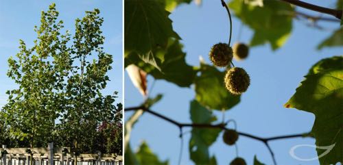 Containerbäume Platanus x acerifolia