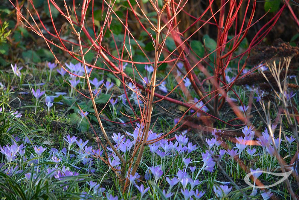 Cornus sanguinea mit Crocus tommasinianus