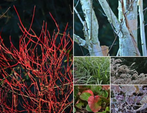 Wintergehölze: Cornus alba Sibirica Weißer Hartriegel