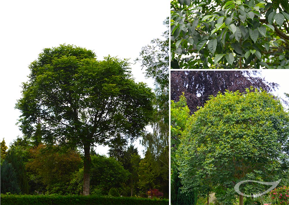 Fraxinus ornus Mecsek Kugelförmige Blumen-Esche