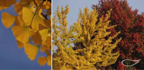 Ginkgo biloba Herbstfärber Herbstfärbung