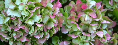 Hydrangea macrophylla Ballhortensien