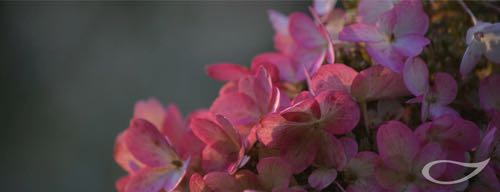 Hydrangea paniculata Rispenhortensien