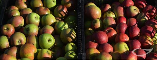 Pflanzt mehr Obst ! Obstbäume 