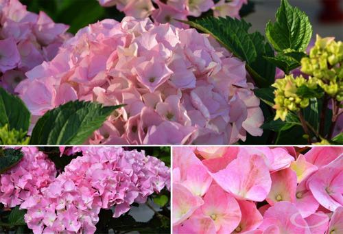 Ballhortensie Hydrangea macrophylla Belle Seduction