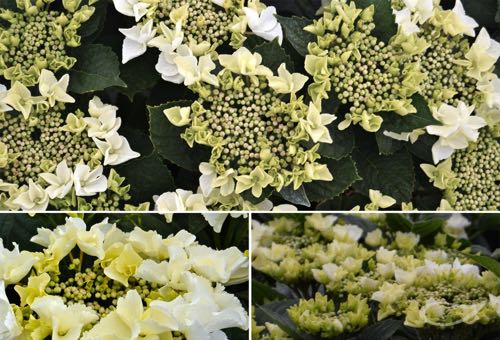 Tellerhortensie Hydrangea macrophylla Frisbee White