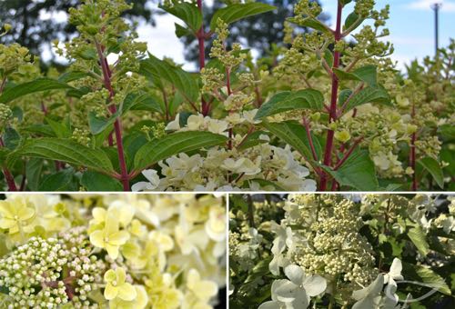 Hydrangea paniculata Kyushu