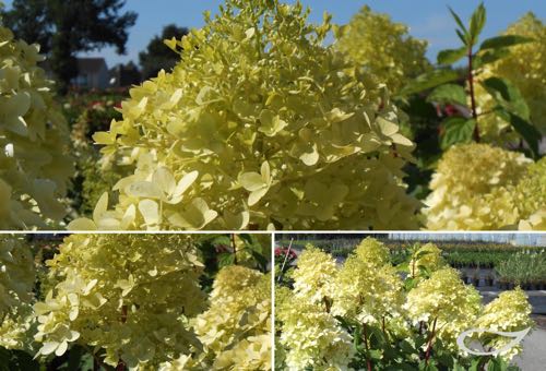 Hydrangea paniculata Limelight