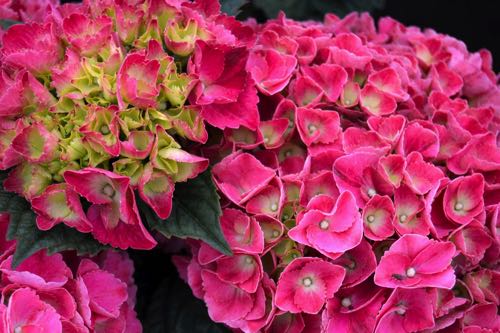 Hydrangea macrophylla Leuchtfeuer