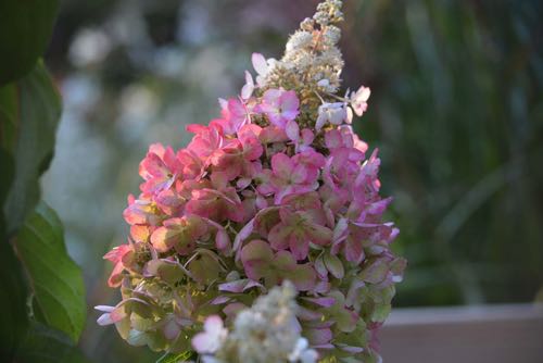 Hydrangea paniculata Pinky Winky