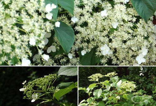 Kletterhortensie Hydrangea petiolaris