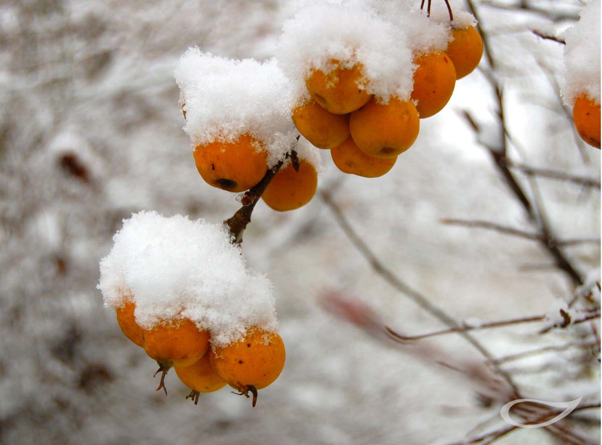 Wintergehölze Malus Butterball Zier-Apfel