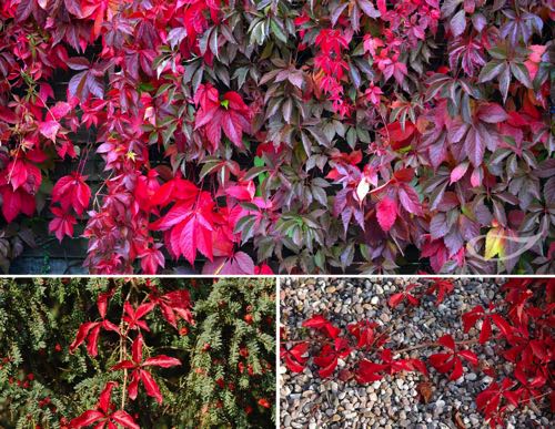 Parthenocissus quinquefolia Herbstfärber Herbstfärbung