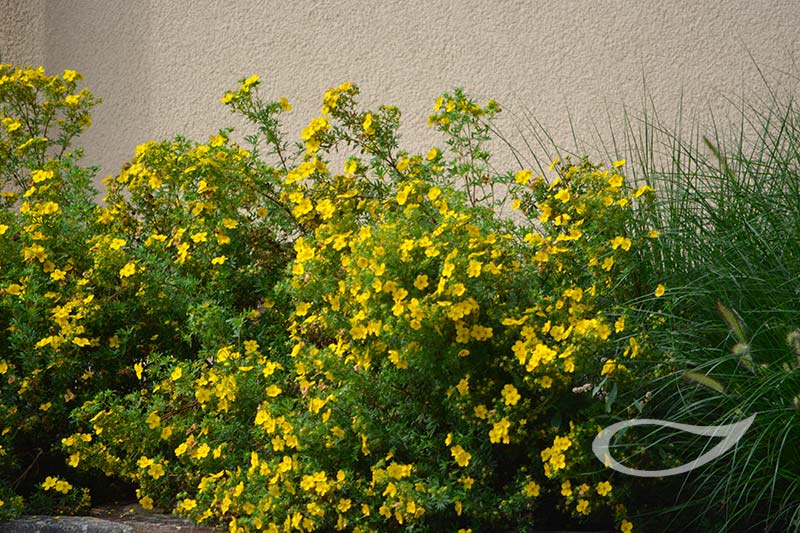 pflegeleicht und dauerblühend: Potentilla