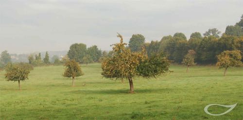 Streuobstwiese Normandie