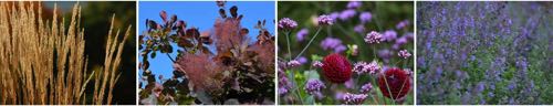 Benachbarung Cotinus Royal Purple Sommer