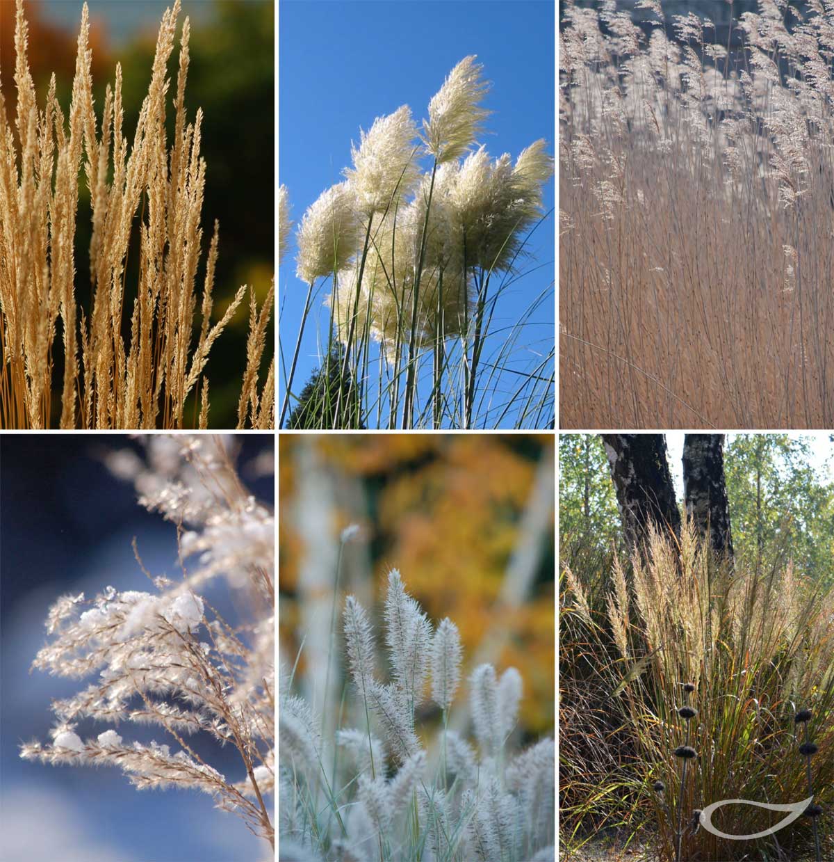 Winterbild Gräser für den Winter-Garten