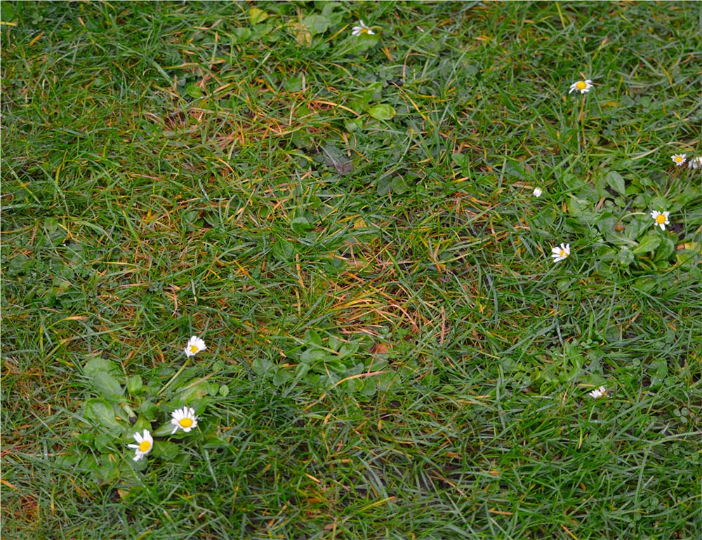 Zierrasen mit Gänseblümchen